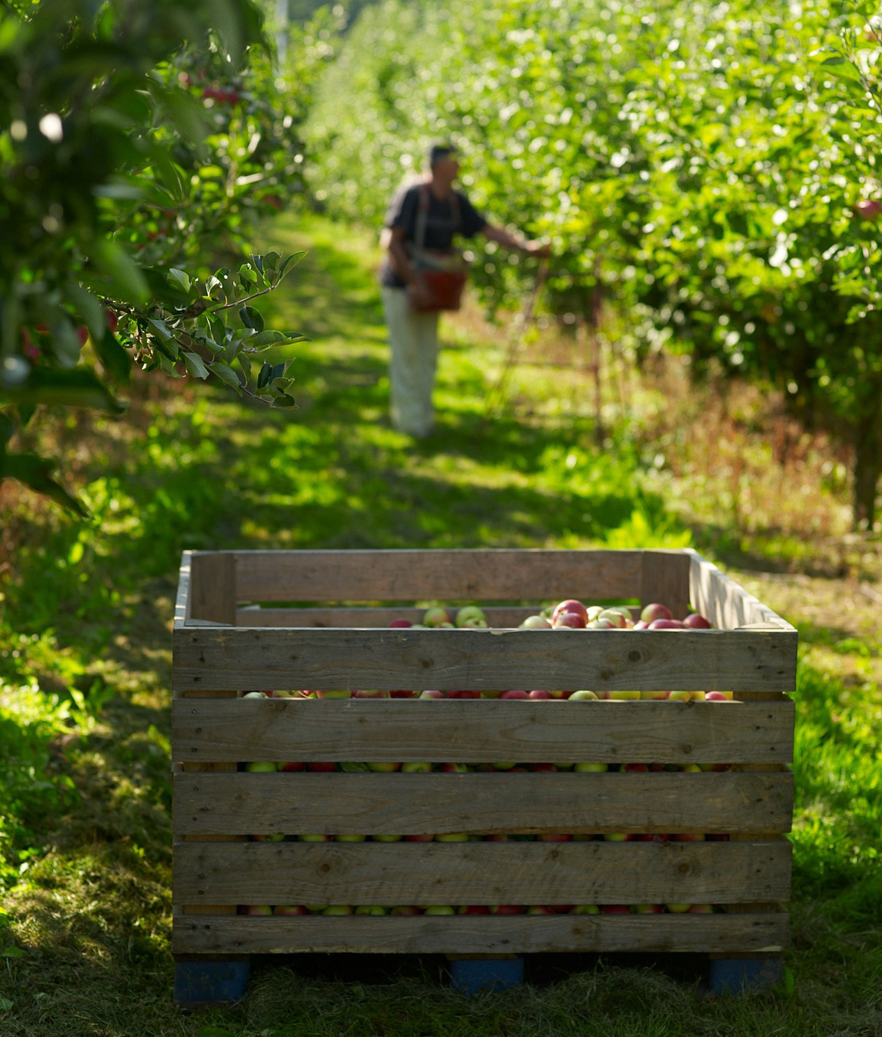 appleplockning