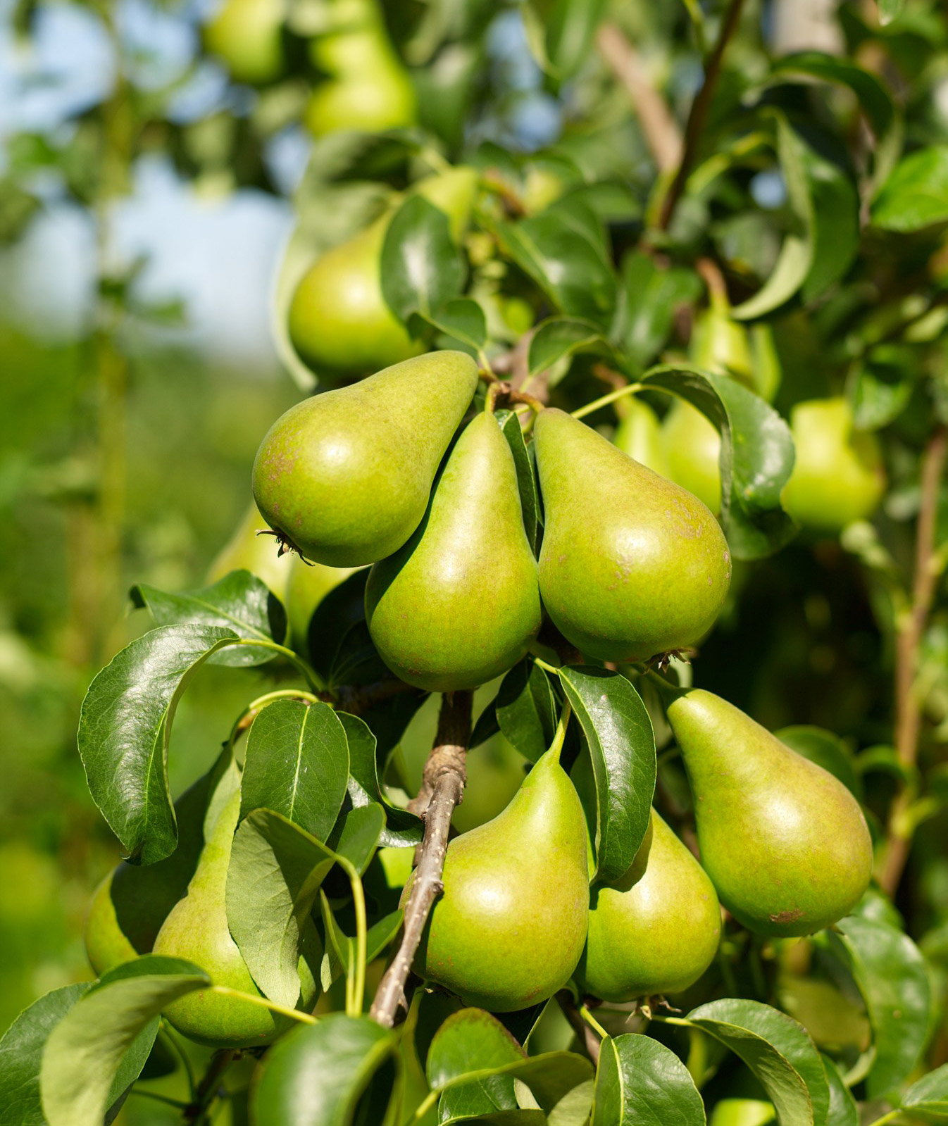 parongren